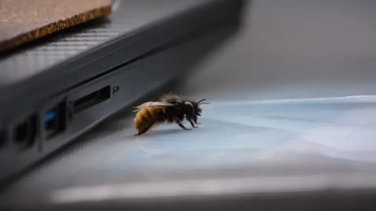 Bee-Bot in Paderborn: Programmier-Workshop für Kinder am 25. August