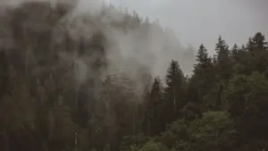 Dichter Nebel in einem deutschen Waldgebiet bei Fürth am Abend