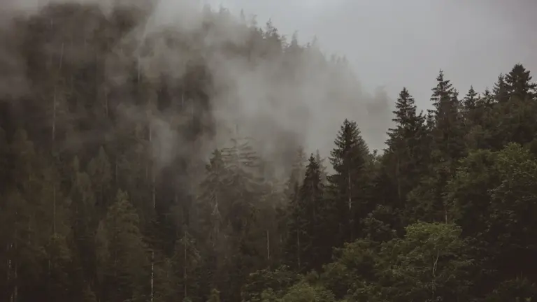 Deutschland heute Abend: Wetter- und Waldbrand-Check