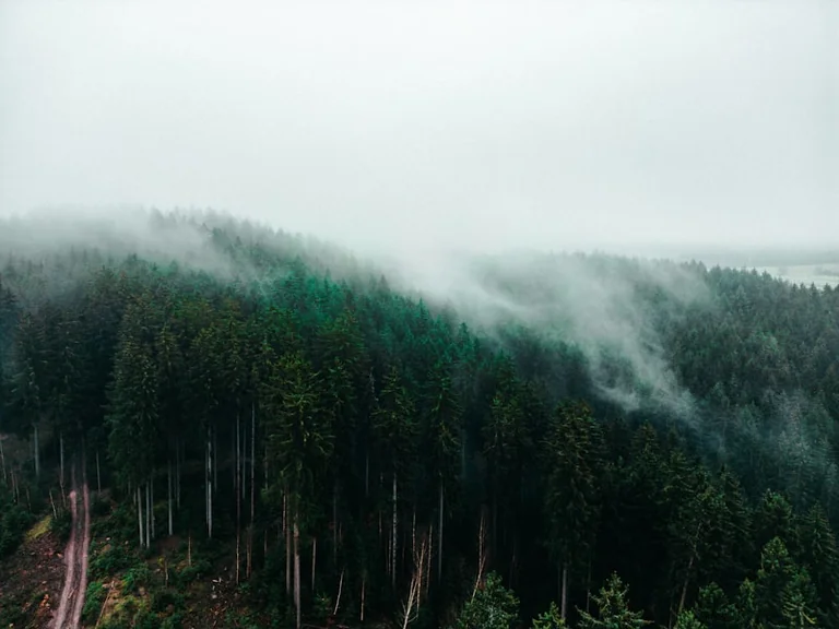 Deutschland heute Abend: Wetter- und Waldbrand-Check