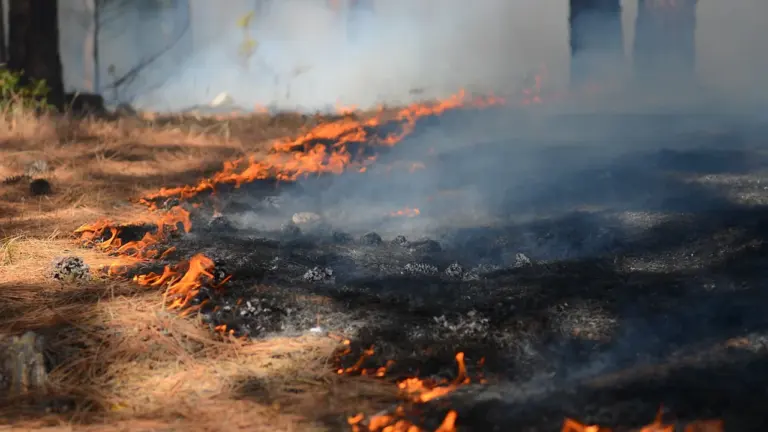 Ein Bodenfeuer breitet sich in einem Wald bei trockenen Bedingungen aus