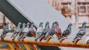 Eine Reihe von Stadttauben sitzt auf einer metallenen Stange in einer urbanen Umgebung.