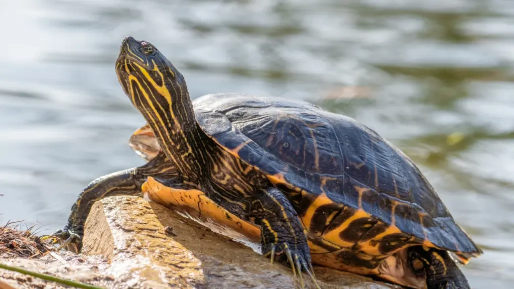 Eine gelbwangige Schmuckschildkröte ruht auf einem sonnigen Felsen am Ufer eines glitzernden Gewässers.
