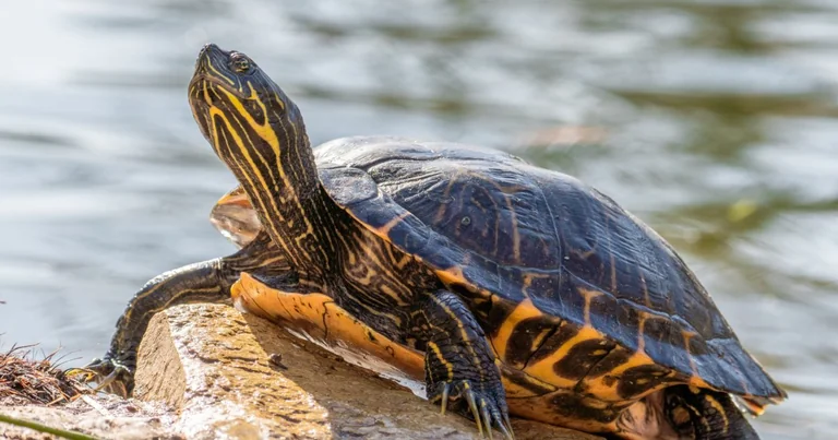 Wer vermisst diese Schildkröte am Binsfeld bei Speyer?