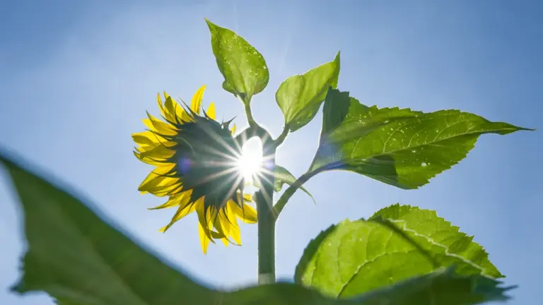 Wetterprognose für das letzte Augustwochenende 2026: Kommt der Spätsommer?