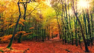Goldene Herbstwälder unter einem klaren Himmel markieren den Beginn der neuen Jahreszeit.