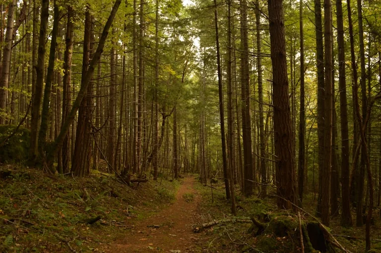 Im Wald den Weg suchen: Was der Traum spiegeln kann