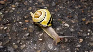 Eine Hain-Bänderschnecke kriecht langsam über einen steinigen Untergrund bei Tageslicht.