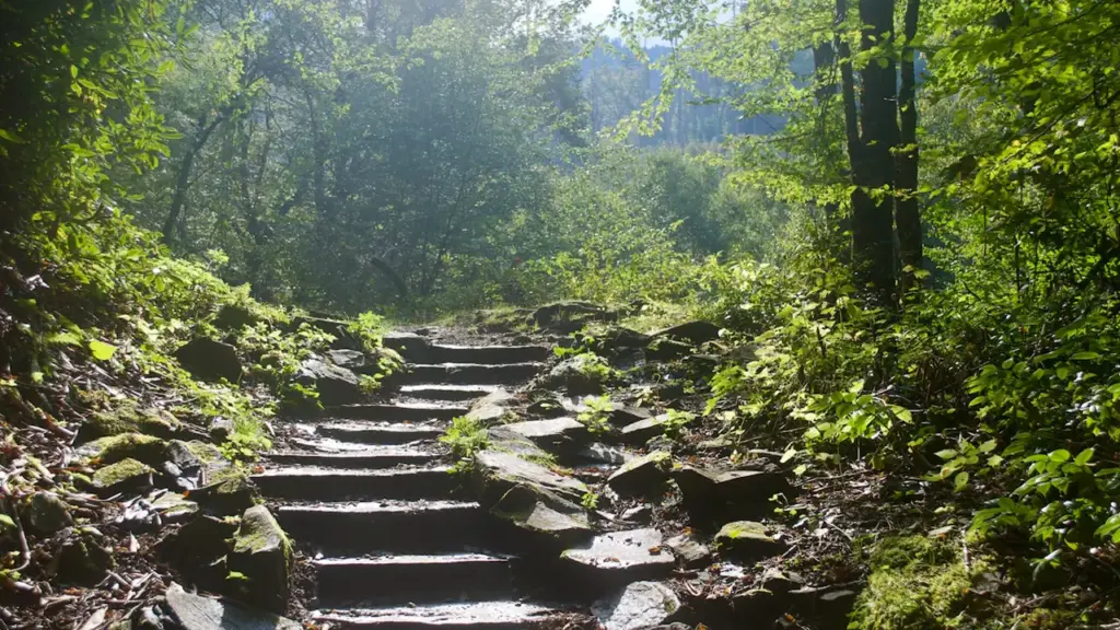 Eine von Bäumen gesäumte Waldtreppe führt sanft den bewaldeten Pfad nach oben.