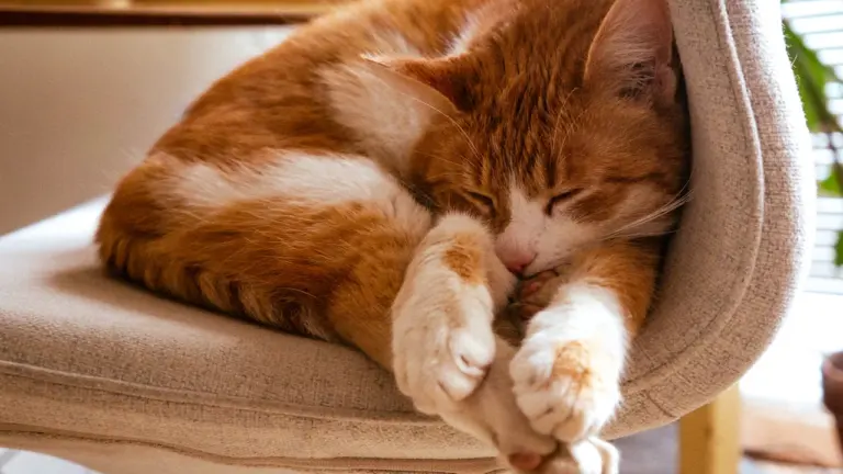 Tiere im Traum: Was Hund, Katze und Vogel bedeuten können