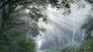 Im Traum durch den Wald gehen: Was die Stimmung erzählt